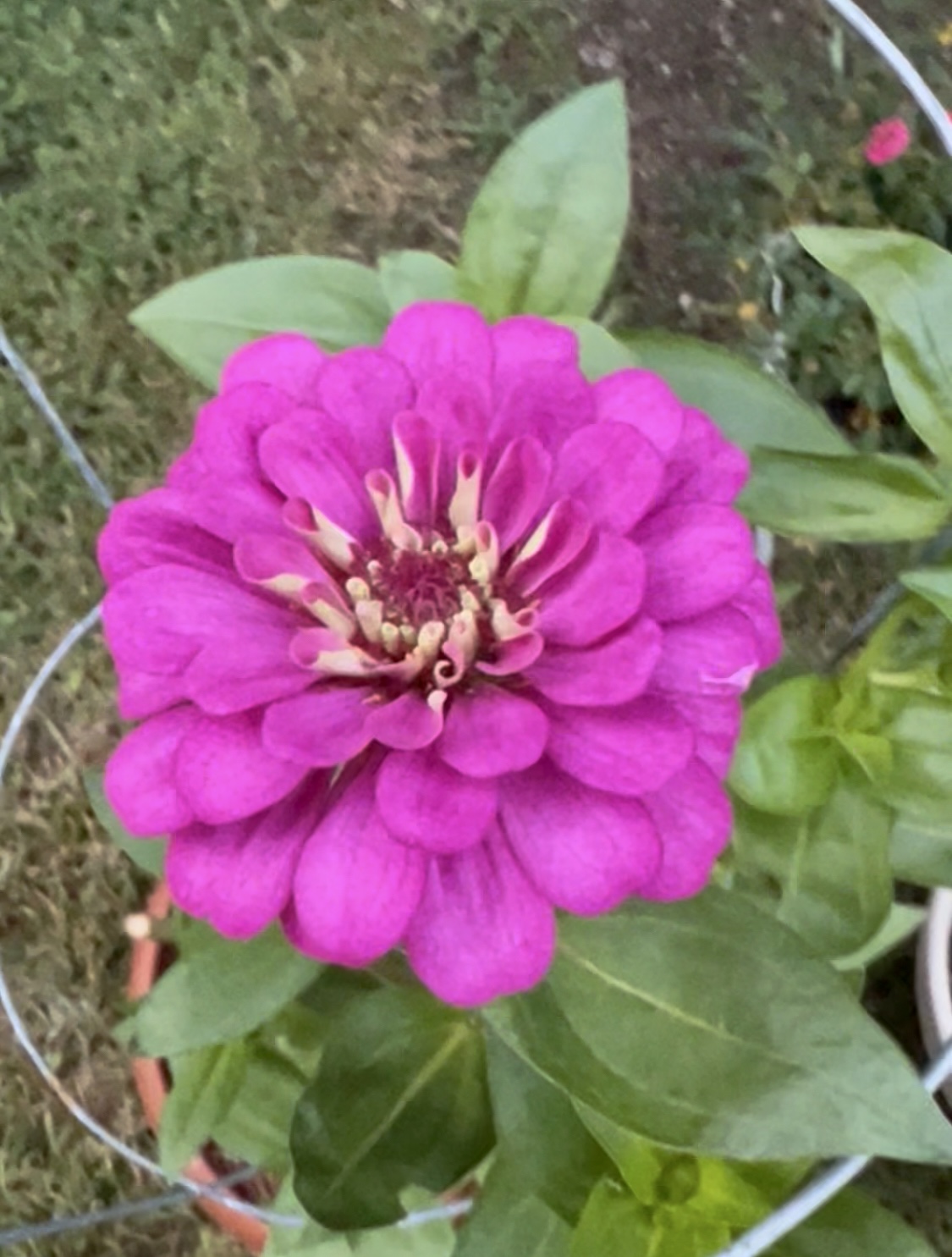 Newbie Gardener