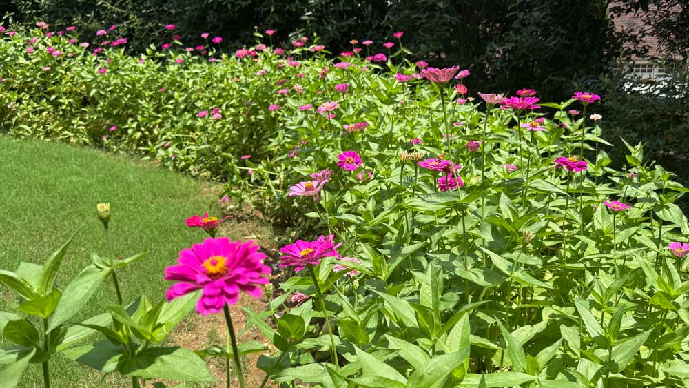 zinna bed