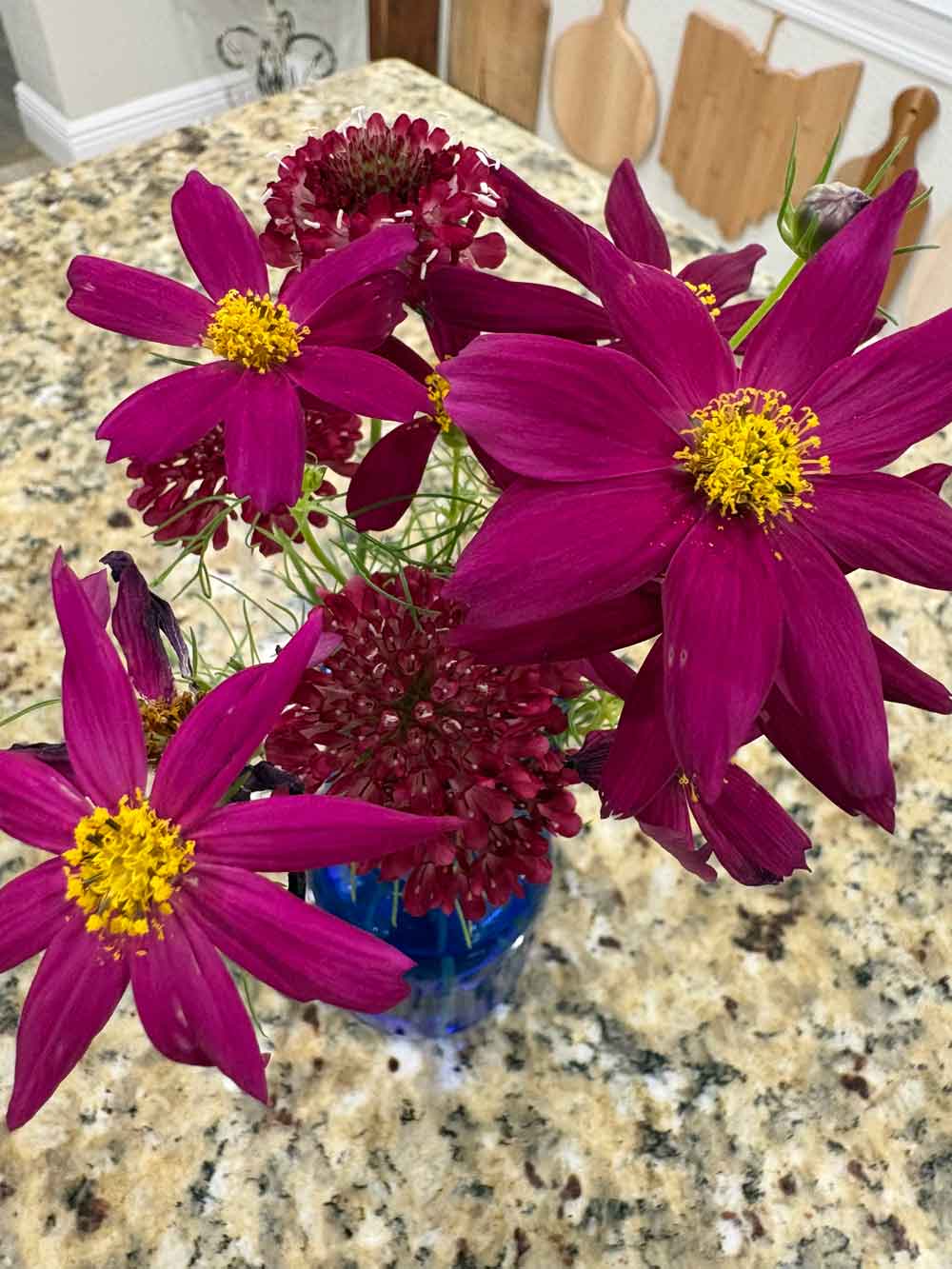 Cosmos