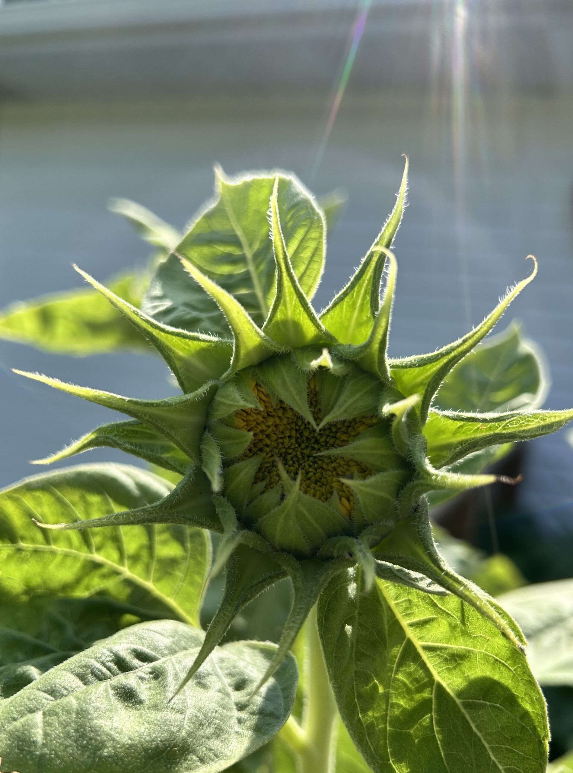 Sunflower Almost Open