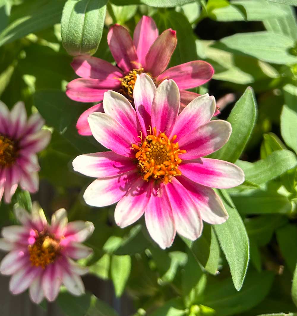 Zinnias in bloom
