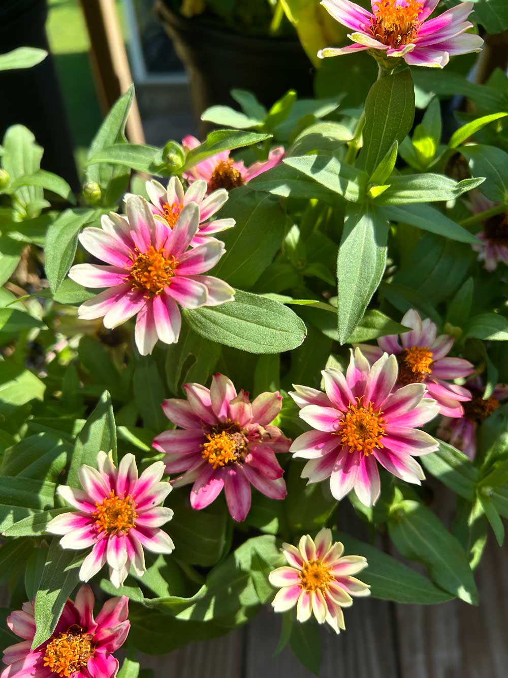 Zinnias