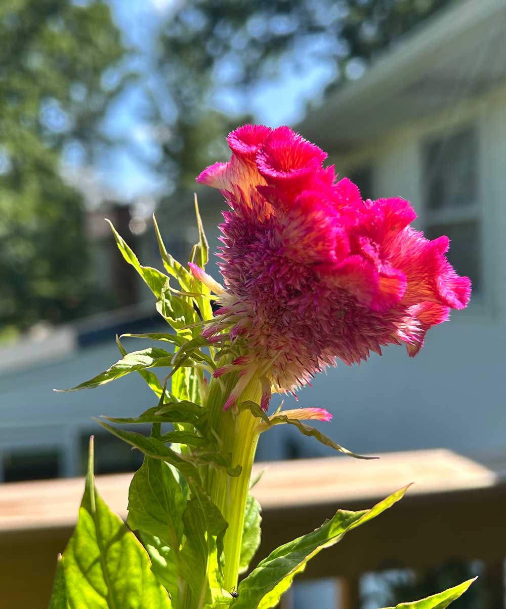 Celosia