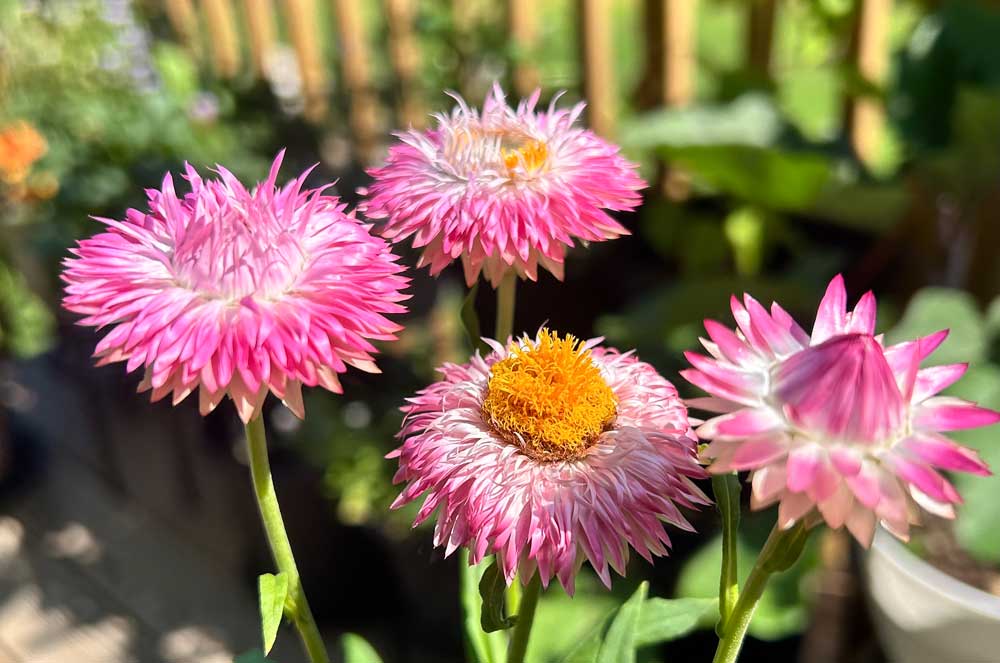 Strawflowers