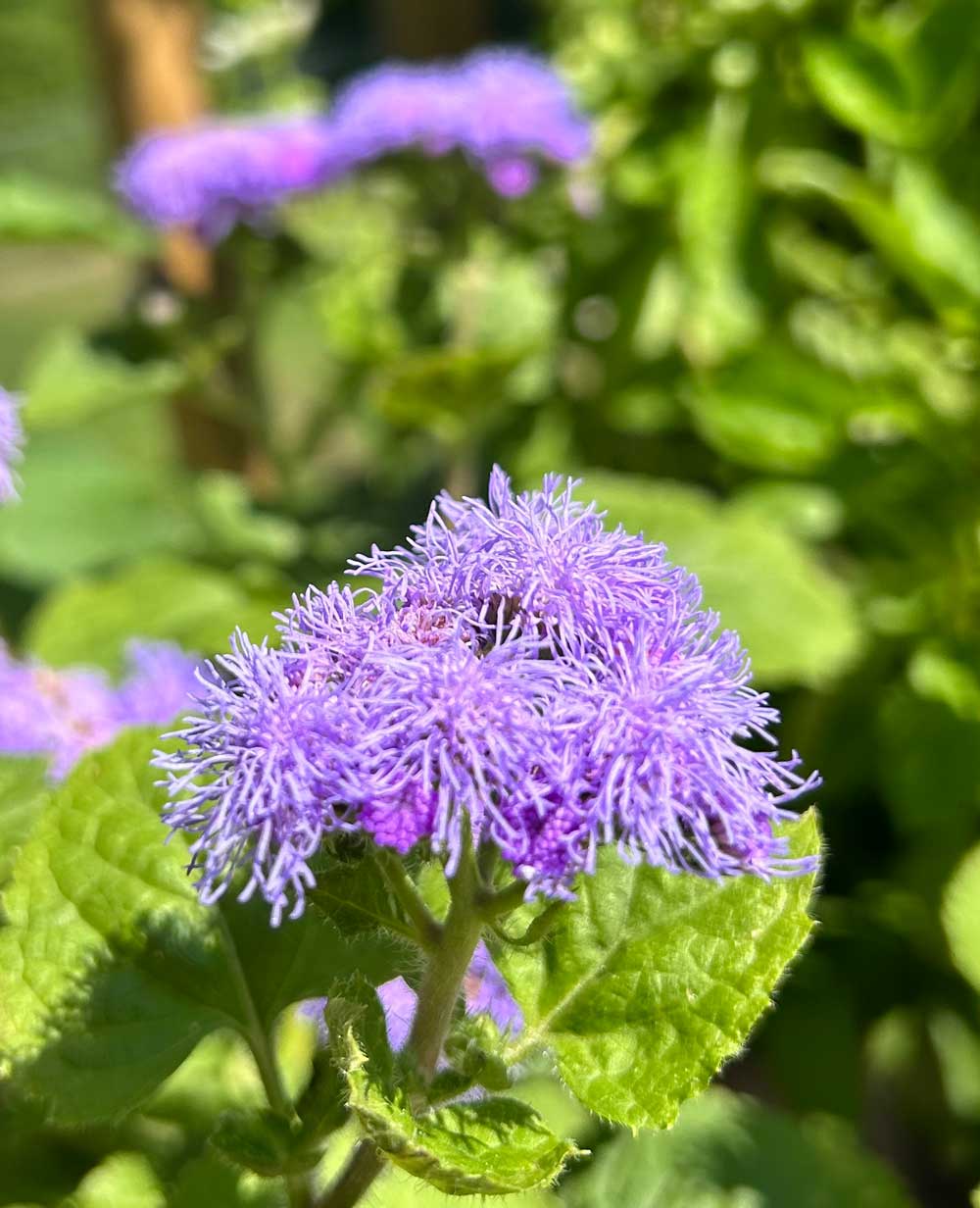 Ageratum