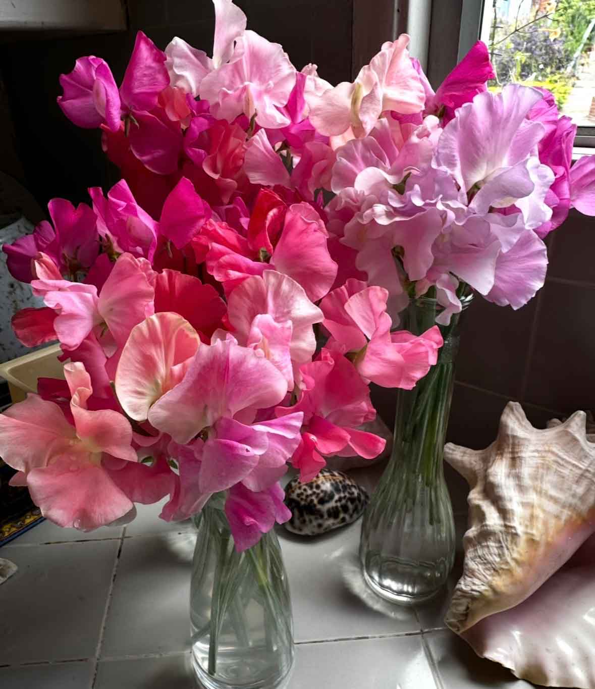 The glory of sweet peas!