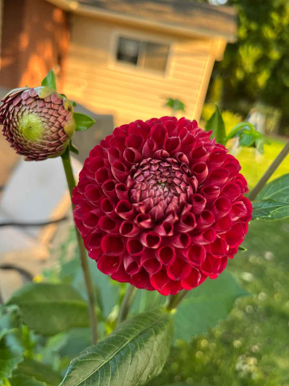 Cornel Dahlia