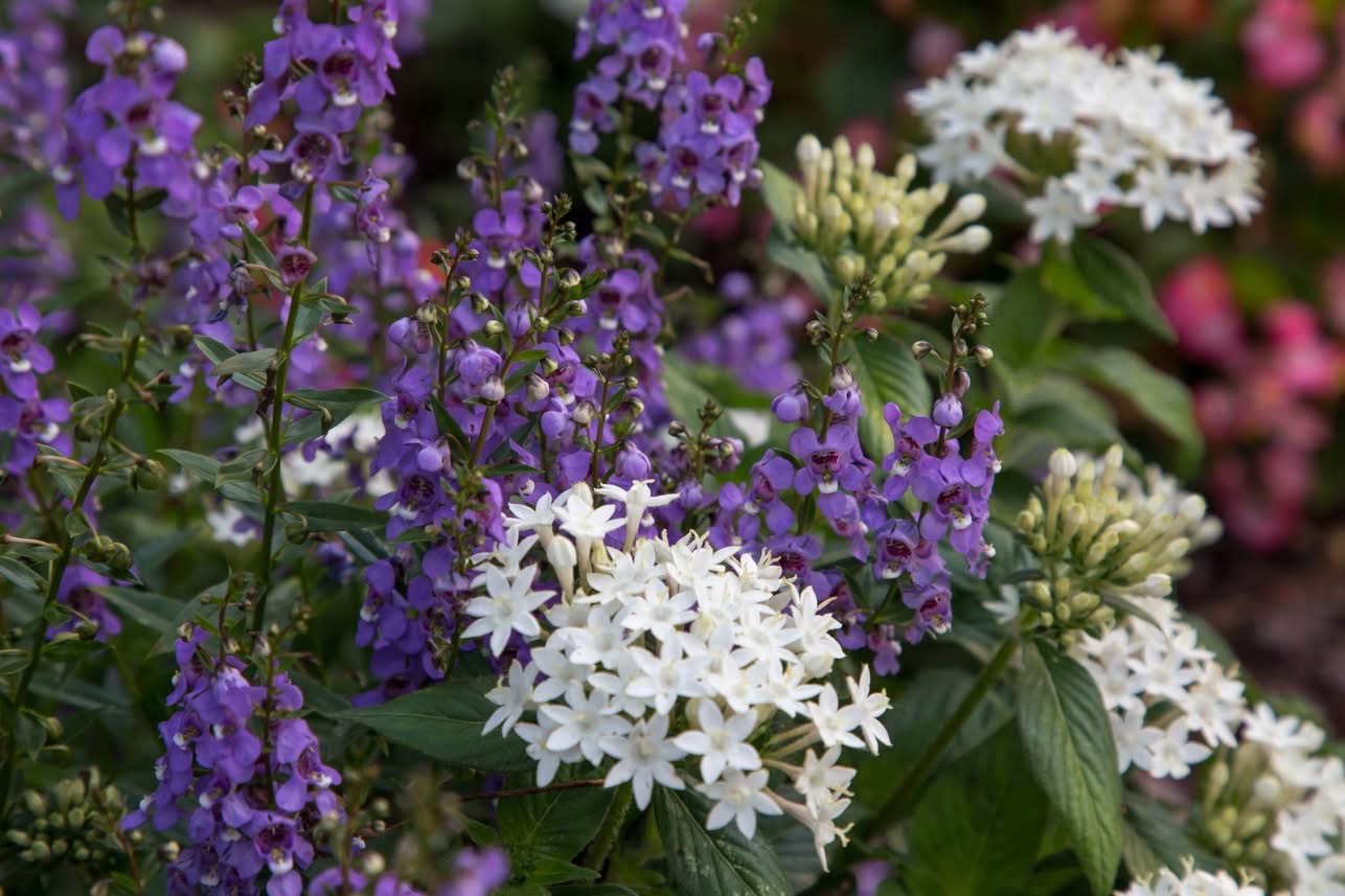 Thriving Angelonia