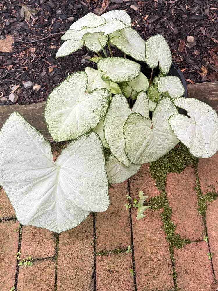Monster Caladium
