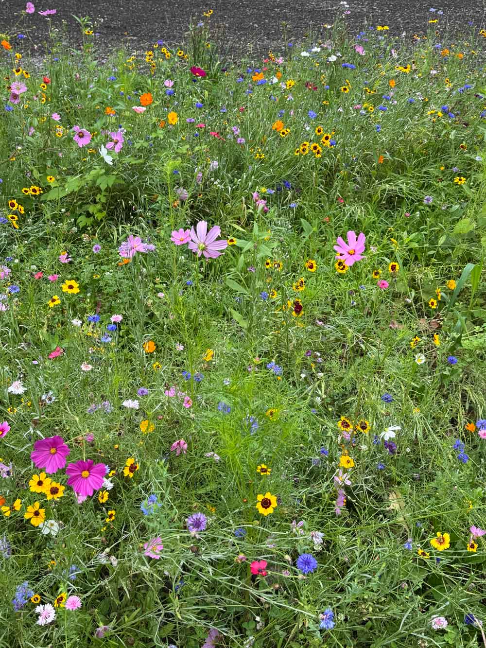 Best flower garden ever!