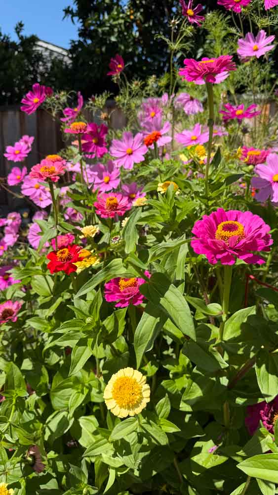 Zinnias burst!