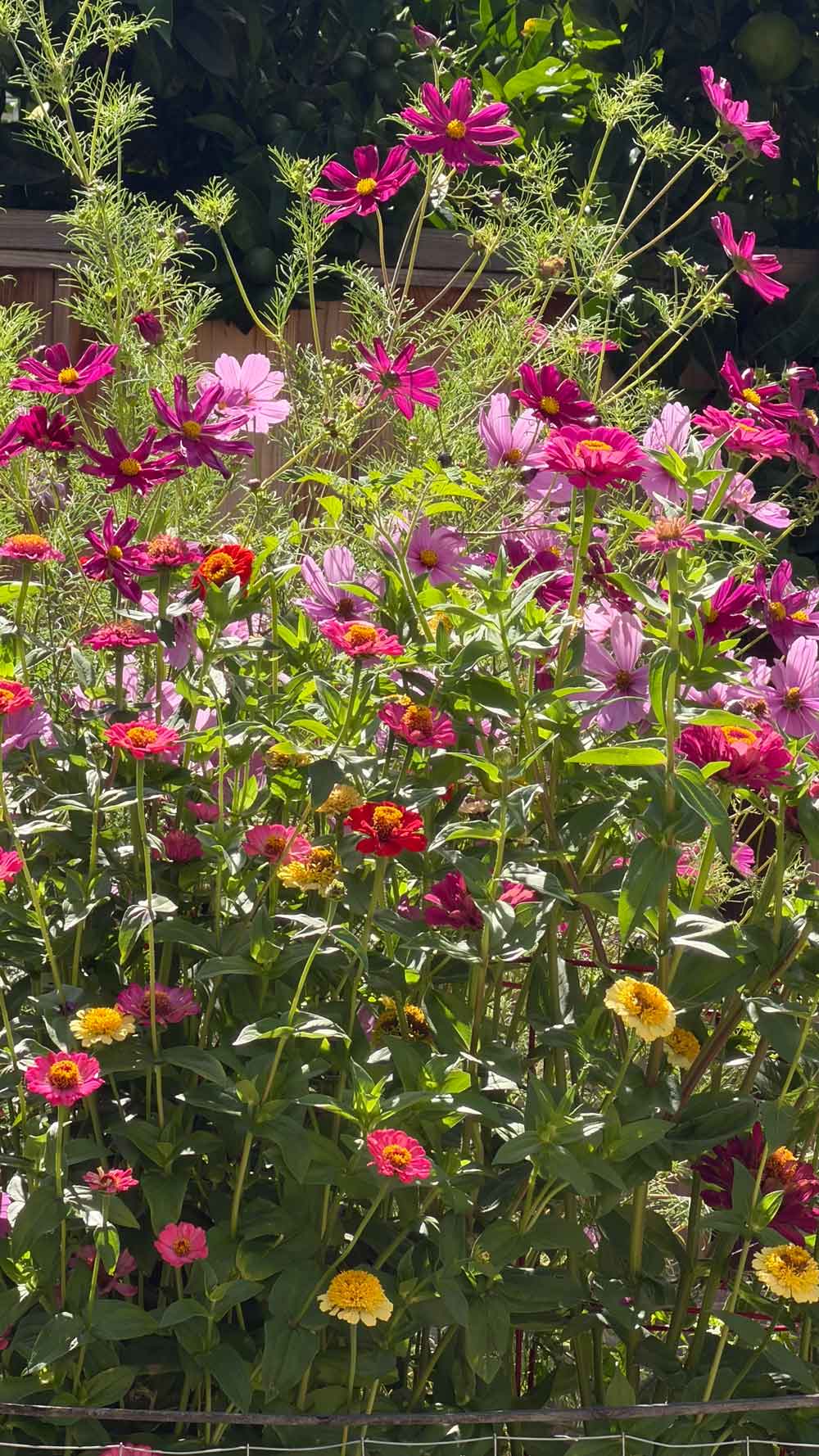Spring Sprung ( and Summer too!)