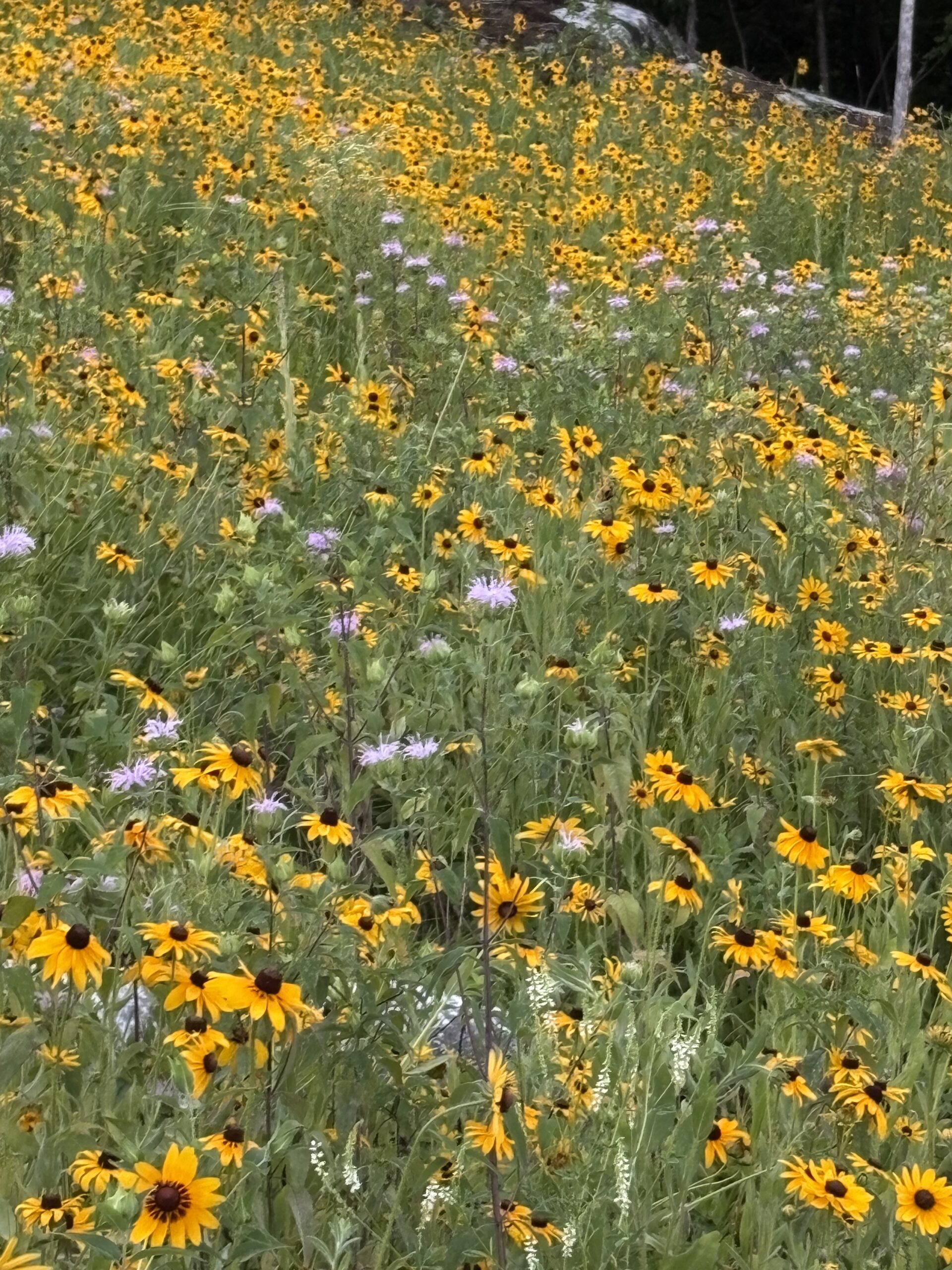 Wildflower hillside