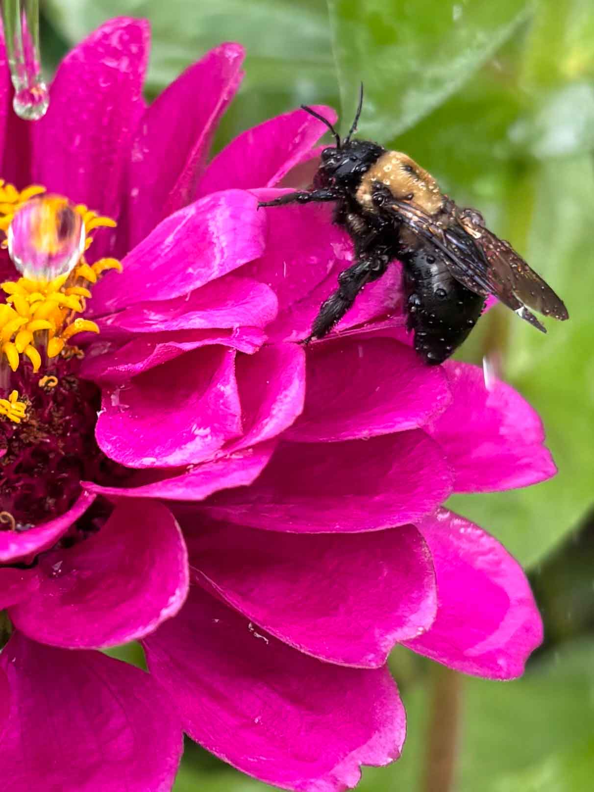 my zinnias create a buzz