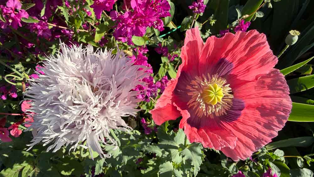 A couple of poppies