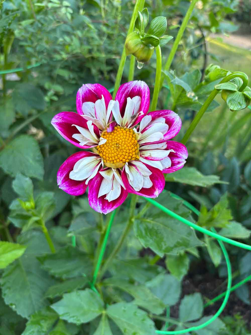 Dahlia
