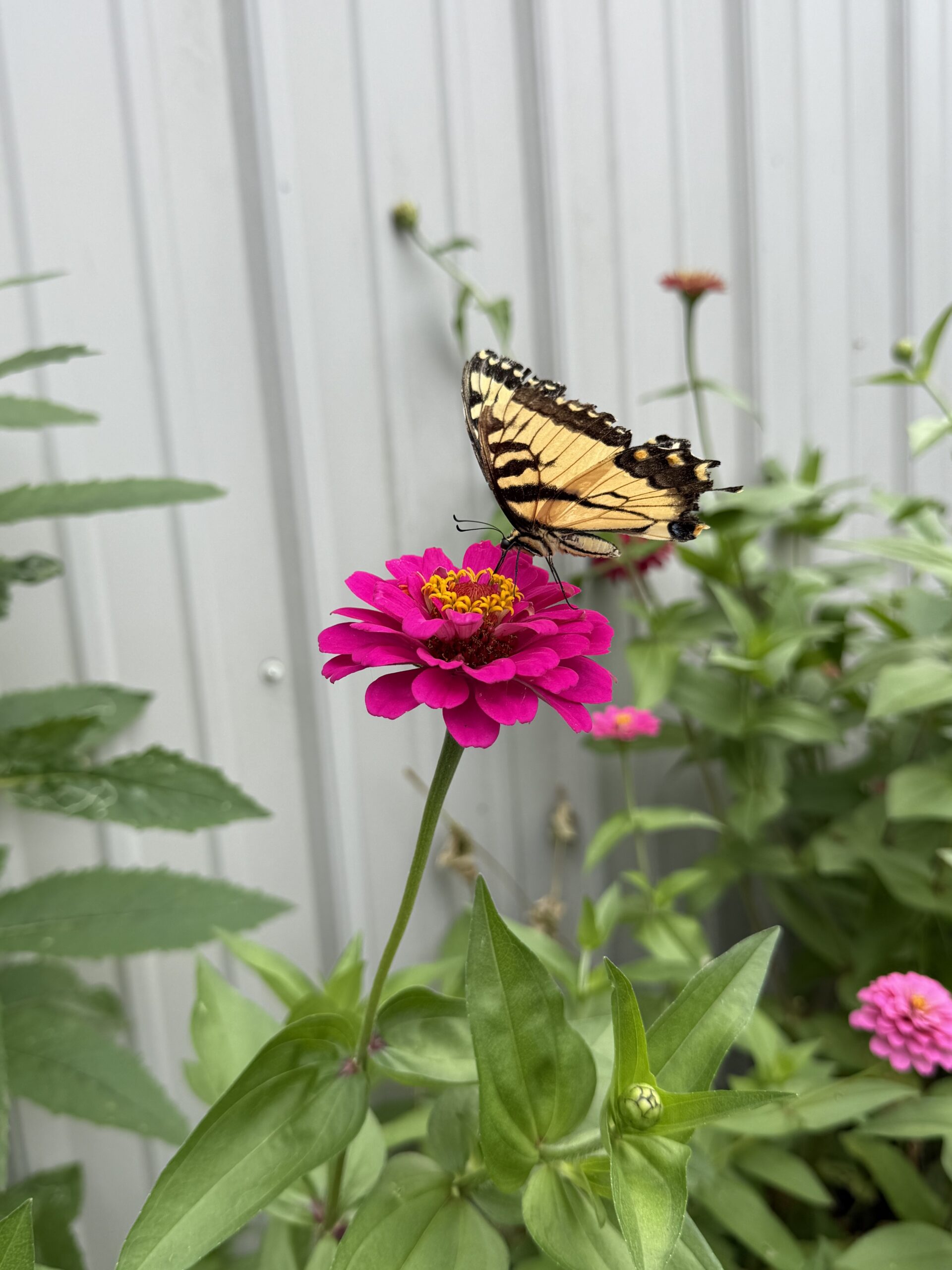 Zinnia