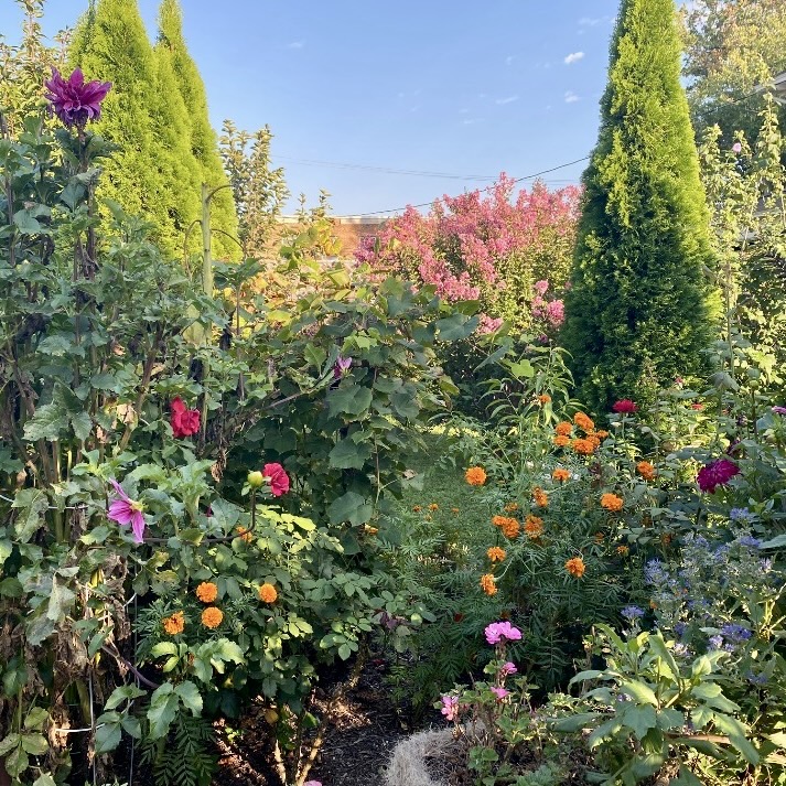 Dahlia, marigold, and zinnias