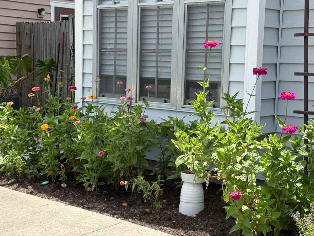 Zinnia Garden
