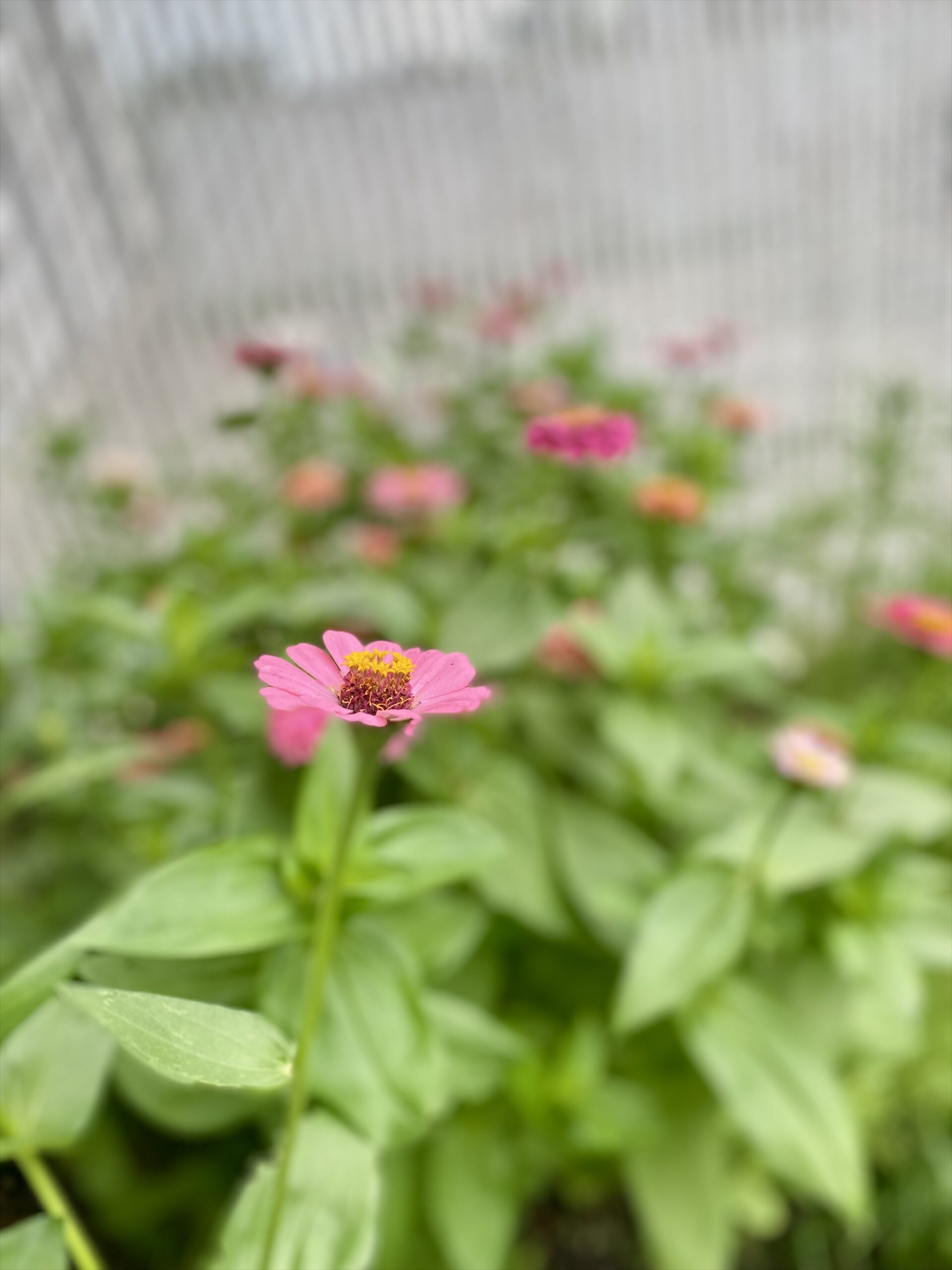 A Garden Dream of Zinnias