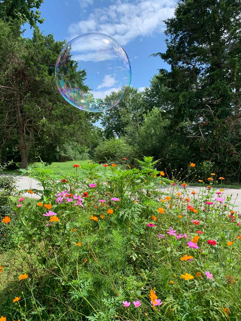 Magical wildflowers with bubble