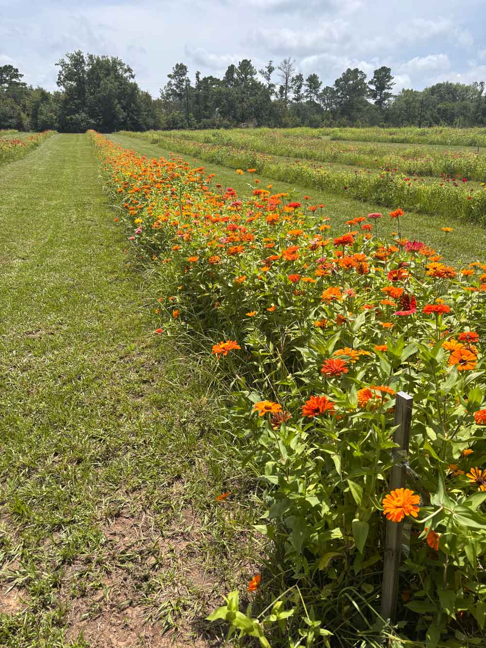 Wiley farms zinnias