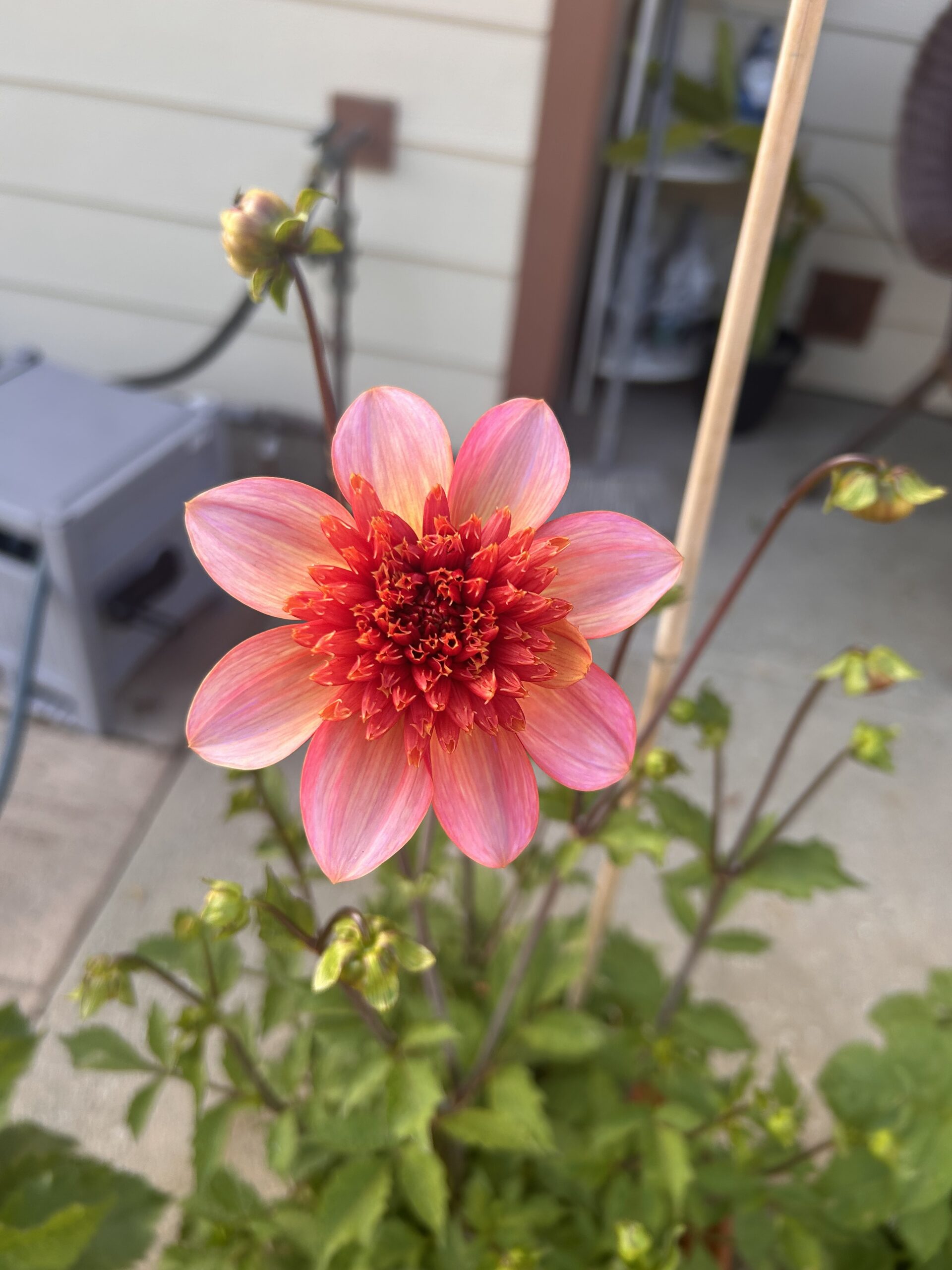 My favorite flower 2026
