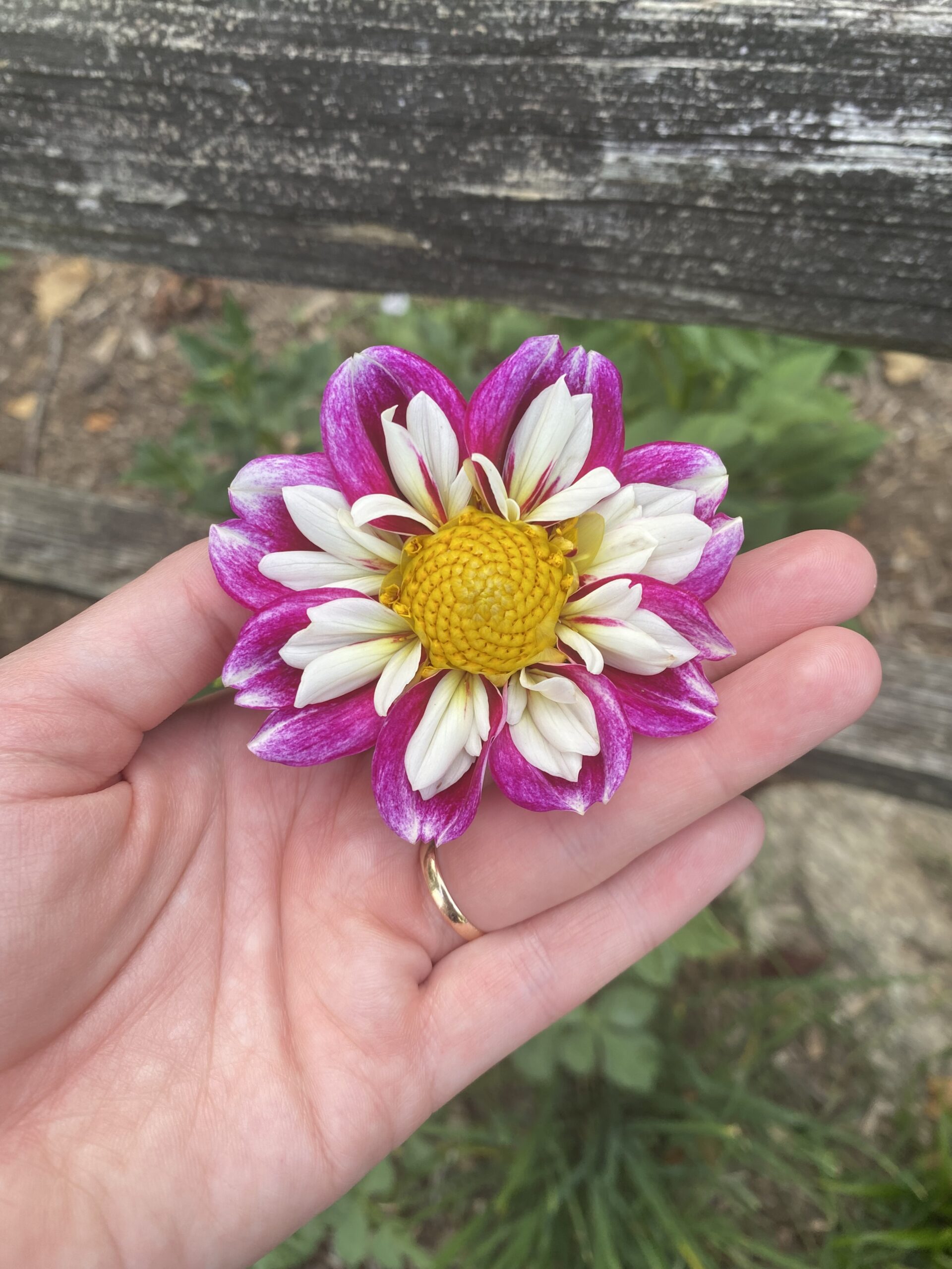Dahlia Bumble Rumble