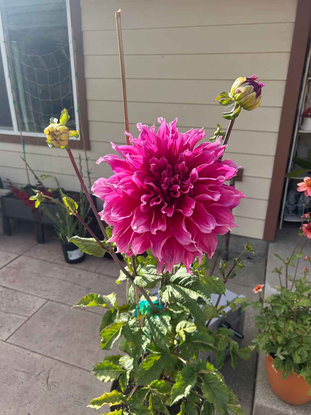 Giant dahlia bloom