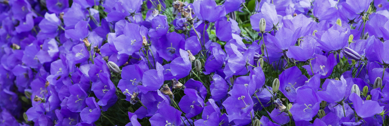 Bellflower Seeds