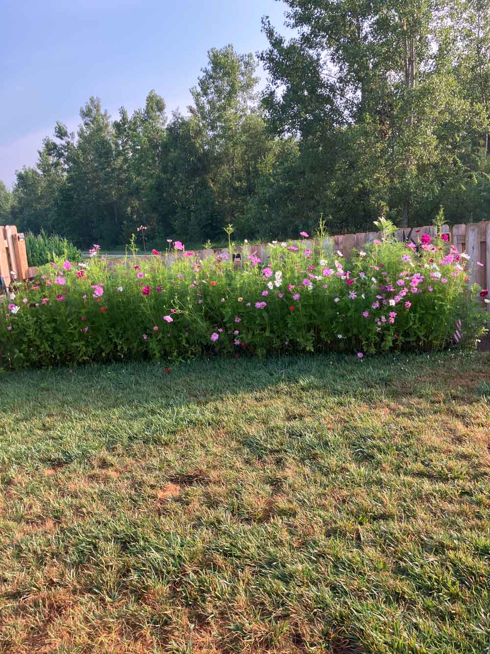 My field of cosmos and zinnias