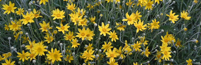 Oregon Sunshine Seeds
