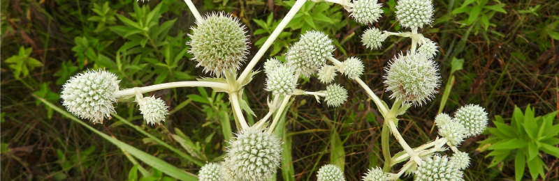 Rattlesnake Master Seeds