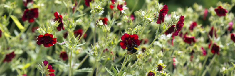 Scarlet Cinquefoil Seeds