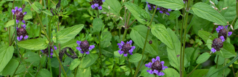 Selfheal Seeds