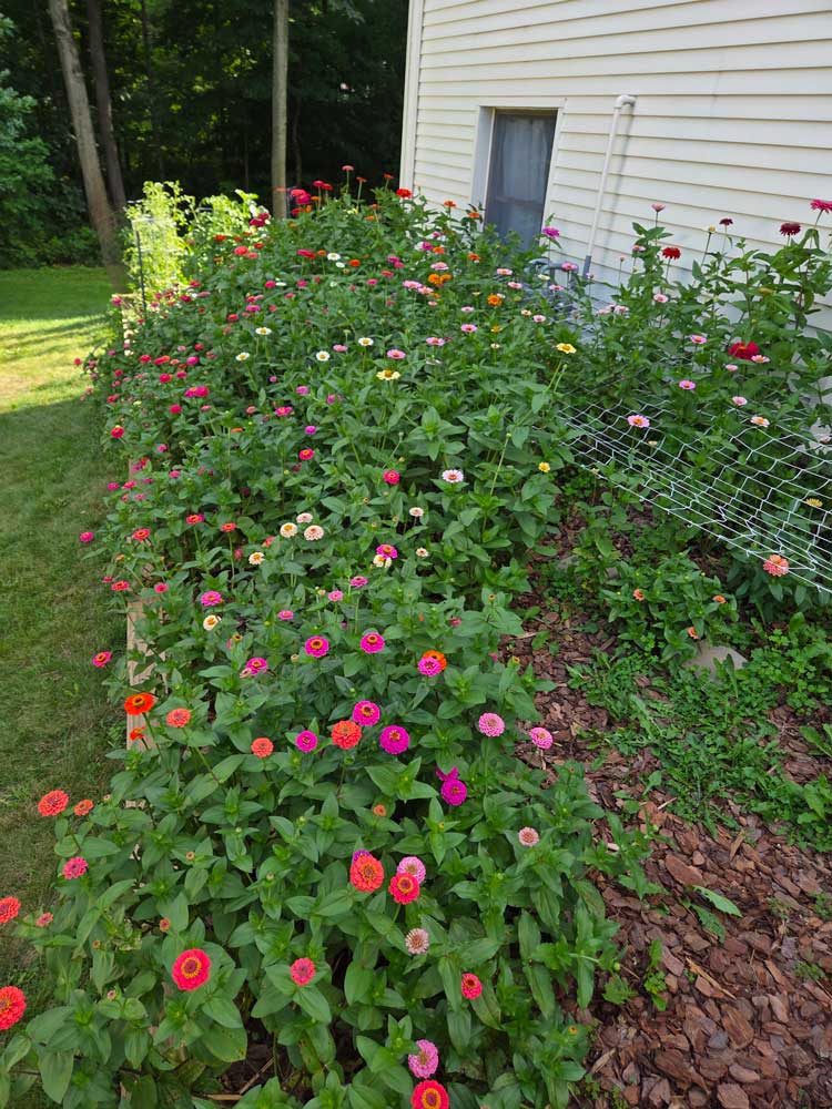Zinnia Blooms