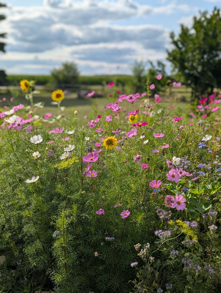 wildflower patch