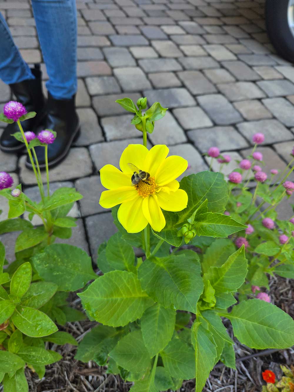 Dahlia Bee Time