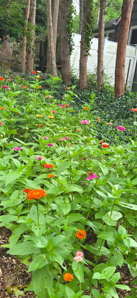Thanks for the ZINNIAS!