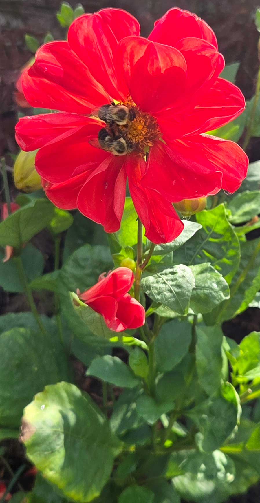 The bee pollinator