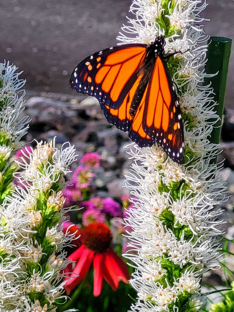 Butterfly Enjoying Liatris