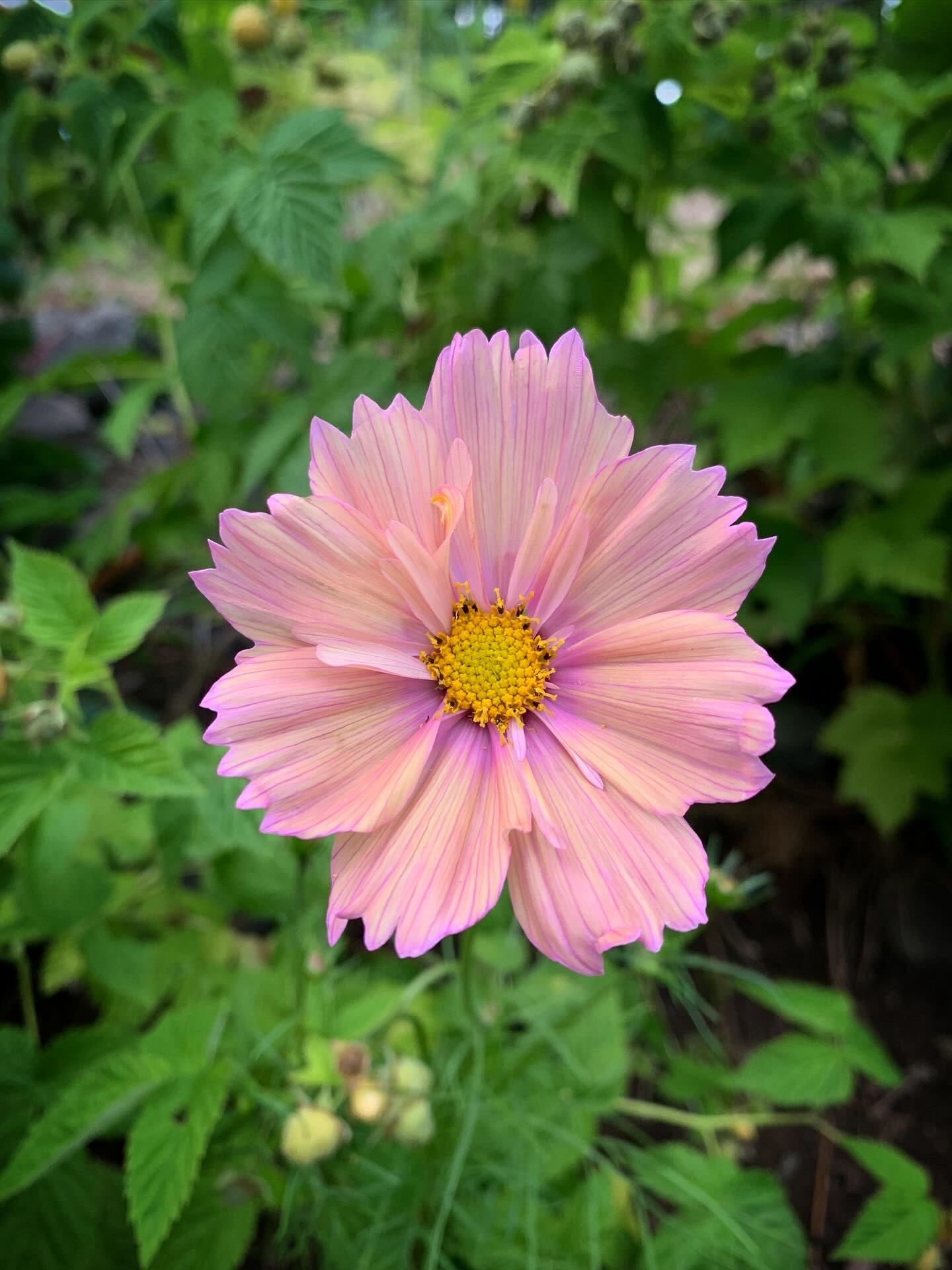 Good tidings of summer