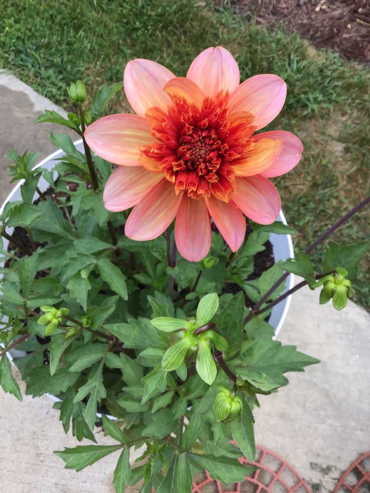 My First Dahlia