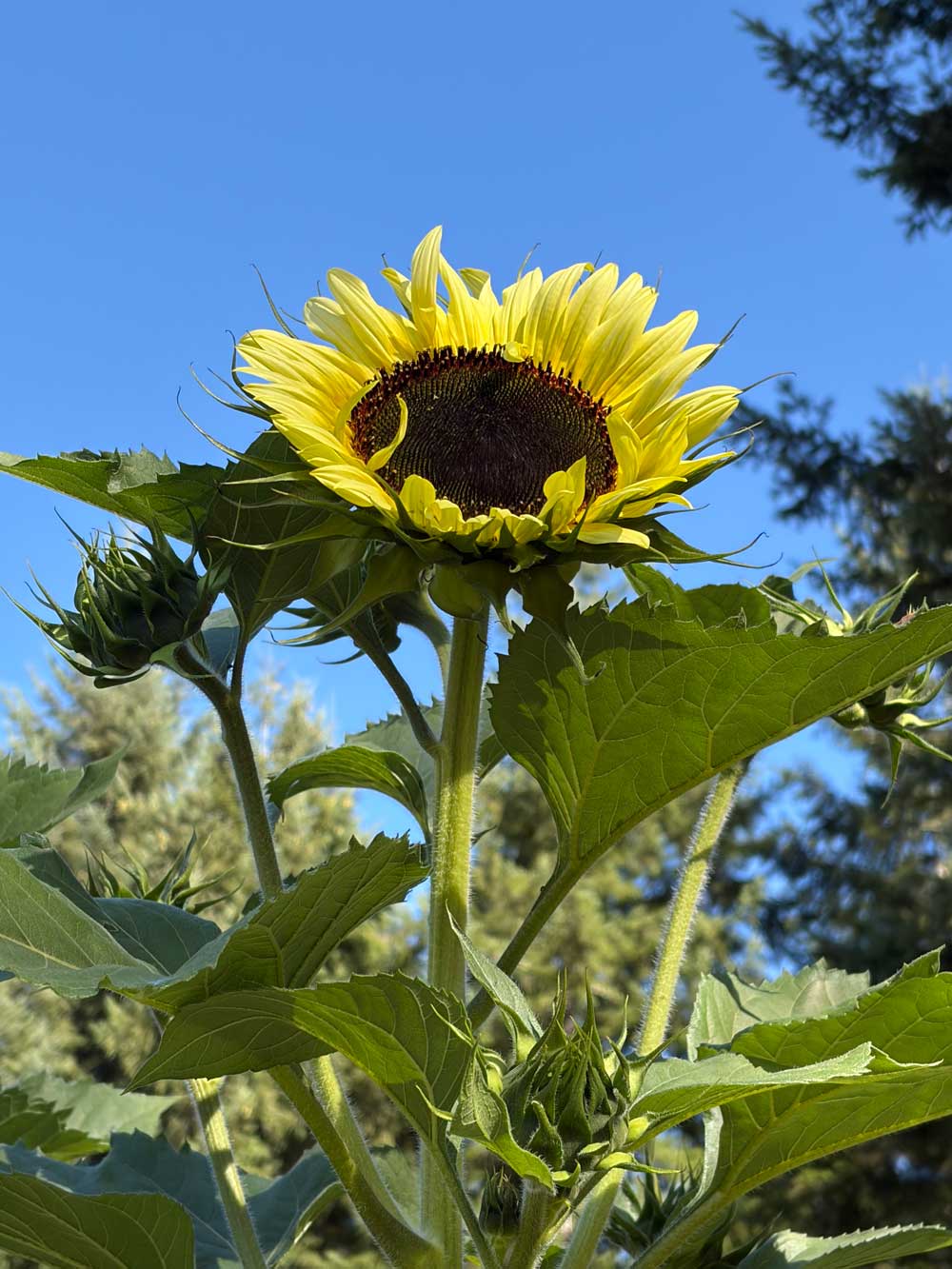 My First Sunflower