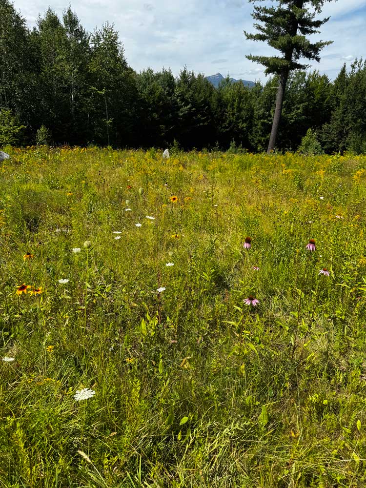 Mountain Meadow