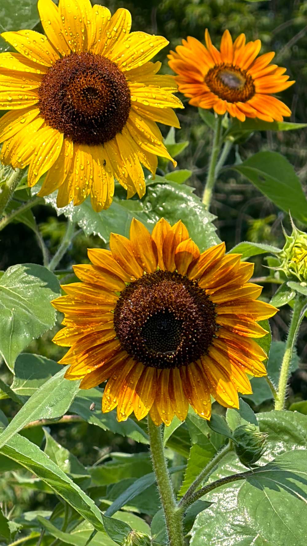 My Flower Garden of Autumn Beauties
