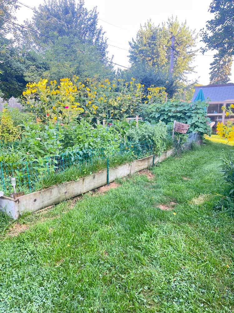 My garden