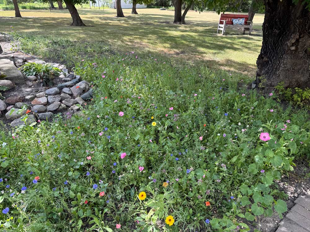 Lovely Wildflowers
