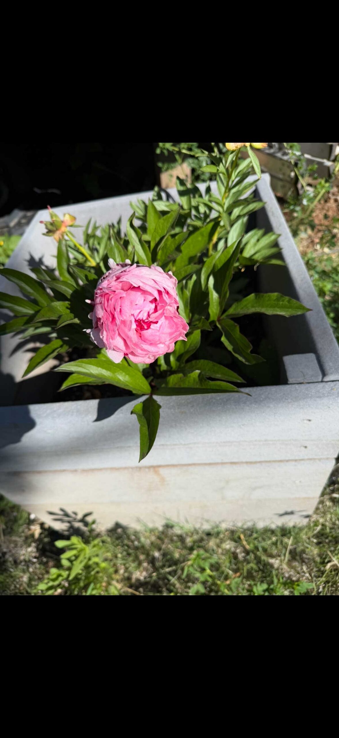 Peonies
