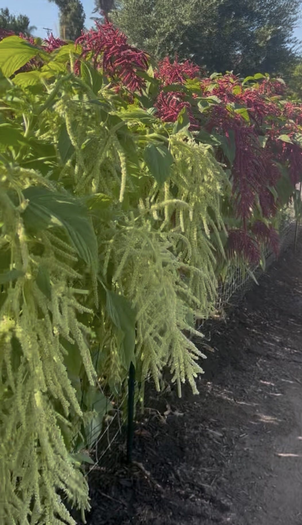 Amazing Amaranth